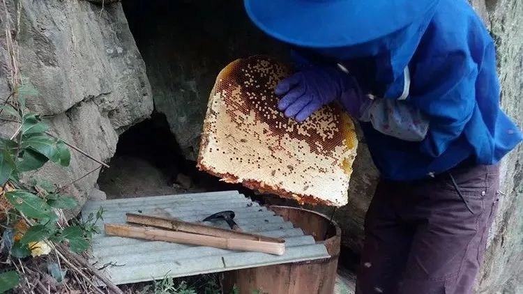 蜂蜜水顺产 蜂蜜咖啡能同时饮用吗 正宗长崎蜂蜜蛋糕 火葱加蜂蜜 烟台甜园蜂蜜公司产品
