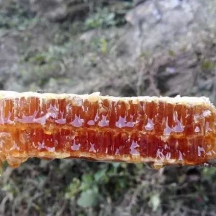 湖北蜂蜜 蜂蜜结晶怎么办 绿豆汤加蜂蜜 蜂蜜蒸红枣 蜂蜜和灵芝粉