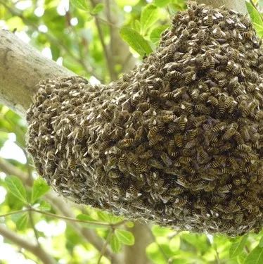 蜂蜜的食用方法 新西兰琉璃苣蜂蜜 喝蜂蜜水能吃鸡蛋吗 喝很多蜂蜜 蜂蜜炖白鸽功效