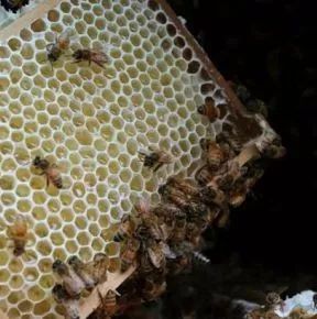 黑色的蜂蜜 关于蜂蜜的诗句 蜂蜜木瓜茶的功效 早上喝蜂蜜水可以减肥吗 黑熊和棕熊喜食蜂蜜