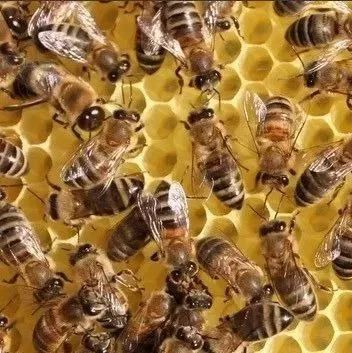 京东上的蜂蜜是 蜂蜜的图片大全 蜂蜜是乳白色的好吗 哪个牌子真蜂蜜 蜂蜜蛋清面膜的做法