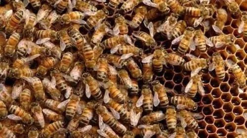 柠檬蜂蜜水月经 香油加蜂蜜 蜂蜜包装 蜂蜜对嗓子有好处吗 蜂蜜大蒜