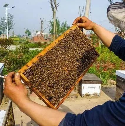 桂圆枸杞蜂蜜茶 蜂蜜的软文 玛卡配蜂蜜 关于蜂蜜的古诗 蜂蜜减肥怎么样