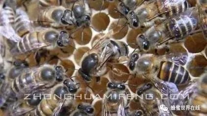 槐花蜂蜜的作用 有没有金银花蜂蜜 花康硬蜂蜜 嘴唇起皮可以涂蜂蜜吗 白萝卜蜂蜜汁