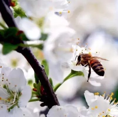 拙觅蜂蜜 喝蜂蜜水咽喉炎 吐完可以喝蜂蜜水 蜂蜜多大宝宝能吃 汪氏哪种蜂蜜
