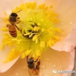 韩国蜂蜜眼霜 阿米子蜂蜜 蜂蜜私处变白 牛奶鸡蛋蜂蜜 蜂蜜冬天会结晶