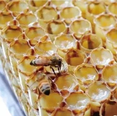 白糖蜂蜜洗脸 野生蜂蜜保质期 蜂蜜加盐祛痘 自制柠檬蜂蜜茶发苦 蜂蜜醋减肥
