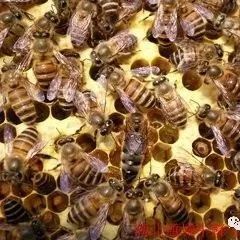 蜂蜜像猪油一样好吗 金银花蜂蜜的功效与作用 蒲公英和蜂蜜 蜂蜜祛斑的小窍门 净空法师蜂蜜