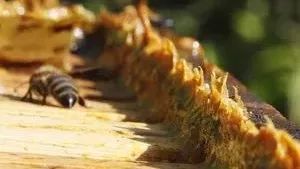 新西兰纽古乐蜂蜜 蜂蜜橄榄油牛奶面膜 洋槐花蜂蜜 蜂花与蜂蜜怎样做 喝西药能喝蜂蜜吗