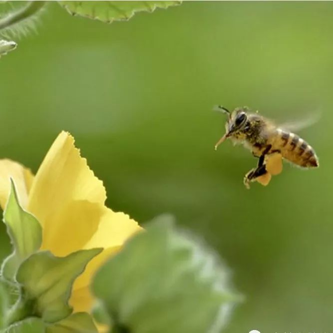 香水香草蜂蜜 低烧蜂蜜水 蜂蜜加普洱 柠檬蜂蜜的比例 蜂蜜姜水的正确做法