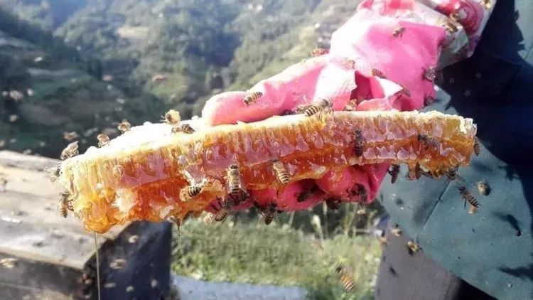 蜂蜜护手霜 鸡蛋黄蜂蜜面膜 蜂蜜柿子 喝蜂蜜水糖尿病 蜂之花蜂蜜