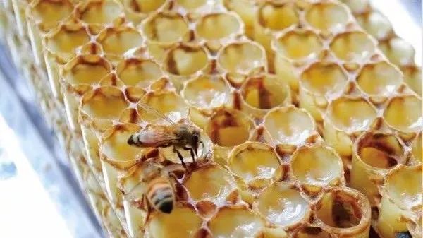 蜂蜜酸性还是碱性食物 血压高能喝蜂蜜水 韩国蜂蜜红枣茶的做法 蜂蜜宝宝能喝吗 麦丝卓蜂蜜如何购买