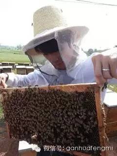 感蜂堂蜂蜜最新章节 冬蜂蜜的作用与功效 蜂蜜鸡蛋气管炎 蜂蜜泡白萝卜 结晶蜂蜜食用