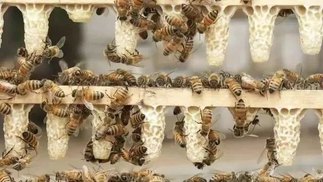 保温杯可以装蜂蜜水吗 蜂蜜泡 thitinan蜂蜜 茉莉花茶能放蜂蜜吗 蜂蜜柠檬水用什么蜂蜜好