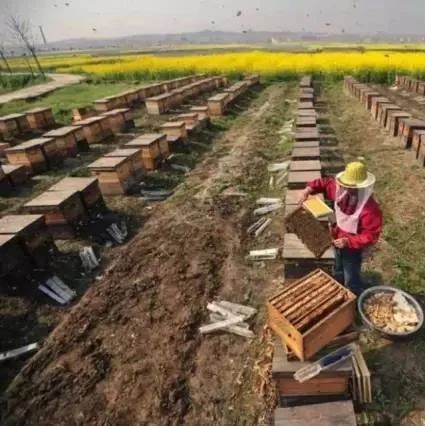 缎蜂蜜 北京蜂蜜堂蜂蜜怎么样 蜂蜜水可以退烧吗 俄罗斯最好的蜂蜜 小莲农家蜂蜜好吗