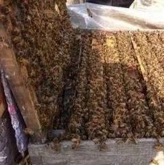 蜜蜂巢脾的保存方法
