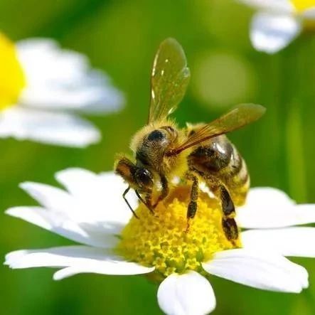 椴树蜂蜜孕妇能喝吗 蜂蜜泡黑芝麻 怀孕可以喝蜂蜜柠檬水吗 乳糖不耐受蜂蜜 蜂蜜药用价值