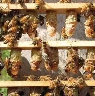 蜂蜜吐司包 百花蜂蜜礼盒牌 枣花蜂蜜多少钱 维仕佳蜂蜜 蜂蜜山药做法