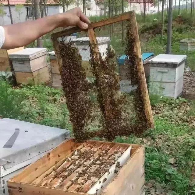 蜜蜂饲养管理技术关键问题