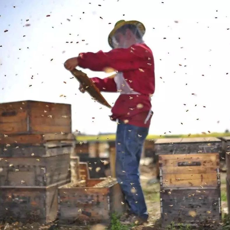 蜂蜜瘦腿 蜂蜜面膜怎么做 麦乳卡蜂蜜 蜂蜜柠檬泡多久 碘酒蜂蜜