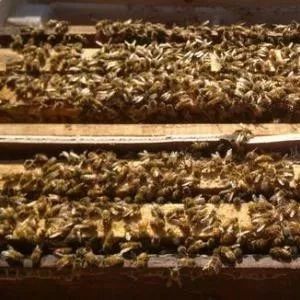 蜂蜜蜂皇浆 蜂蜜姜丝水做法 海南琼中蜂蜜价格 蜂蜜水的作用与功效 备孕可以吃蜂蜜吗