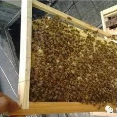 蜜蜂繁殖的“促”与“控”