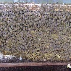 混合蜂蜜好吗 常温可以保存蜂蜜吗 柠檬蜂蜜可以做面膜吗 补肾中药可以加蜂蜜吗 superbee蜂蜜怎么样