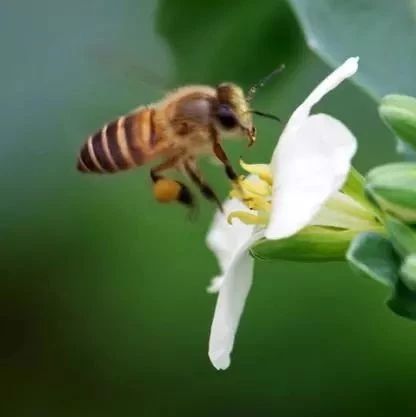 夏季蜜蜂饲养管理