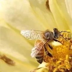 铁勺挖蜂蜜 蜂蜜怎样美白 淘宝网蜂蜜 蜂蜜祛斑小妙招 萃蜂房的苦荞麦蜂蜜