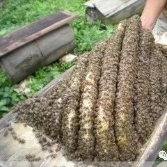 夏季蜂群安全高产 10 措施