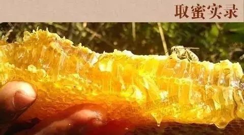 蒸白梨蜂蜜 不招蚂蚁蜂蜜 蜂蜜里有泡泡 蜂蜜便秘 洋蜂蜜与土蜂蜜的区别