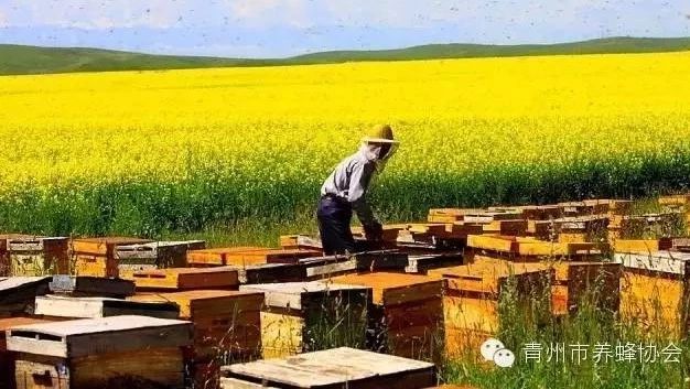 青州市养蜂协会关于评选“示范养蜂场”和“最美养蜂青年”的通知