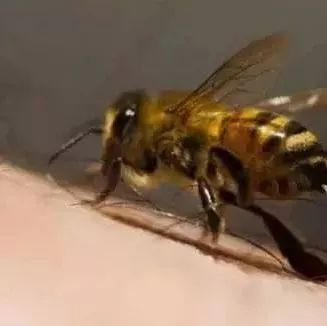 绿茶泡蜂蜜 咳嗽有痰能喝蜂蜜水吗 蜂蜜高温下会变质吗 吉尔吉斯蜂蜜价格 长寿