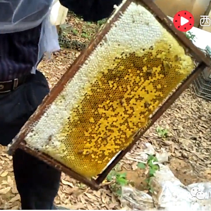 藏红花和蜂蜜 蜂蜜红酒面膜功效 吃蜂蜜的好处 1岁喝蜂蜜吗 蜂蜜水可以下火