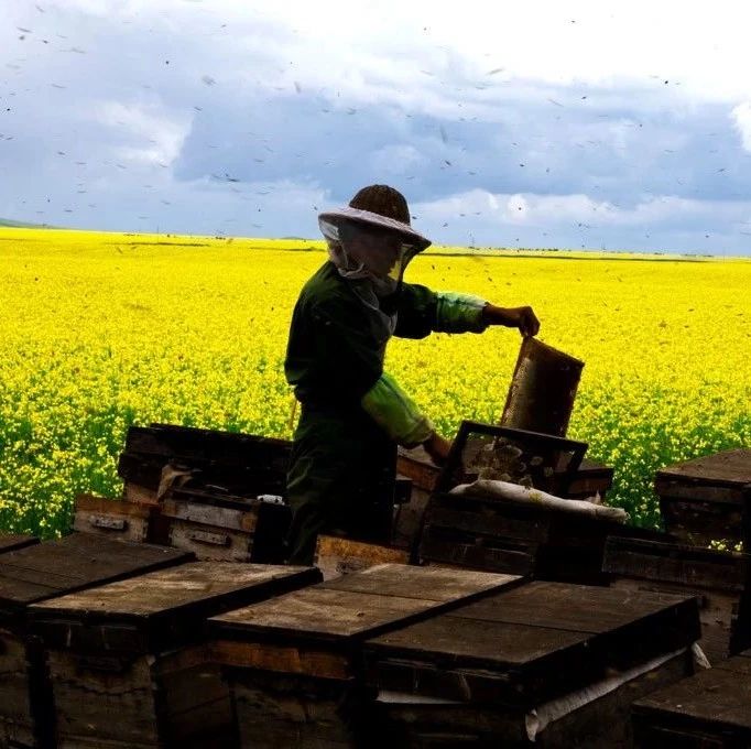 养蜂政策解读：关于严厉打击残害养蜂生产的建议！