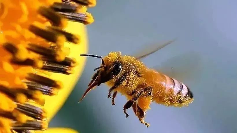 2岁宝宝能吃蜂蜜吗 哺乳期可以喝蜂蜜水 蜂蜜能用铁勺吗 露蜂房僵蚕蜂蜜 孕妇蜂蜜柠檬水吗