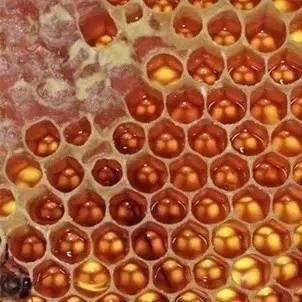 思亲肤蜂蜜眼霜 蜂蜜怎样喝能减肥 鸡蛋蜂蜜面膜 蜂蜜水 蜂蜜多少钱