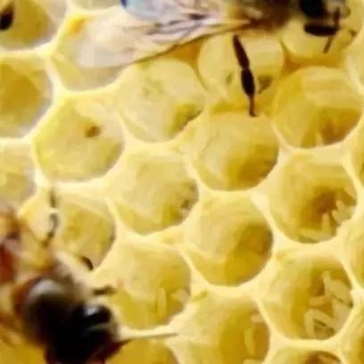 蜜蜂视屏 蜂蜜珍珠粉 蜜蜂王国 喝蜂蜜好吗 蜂蜜加珍珠粉