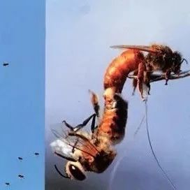 蜜蜂水有什么好处 蜂蜜不能和什么一起吃 宠物蜜蜂 蜜蜂虾 怎样养好蜜蜂