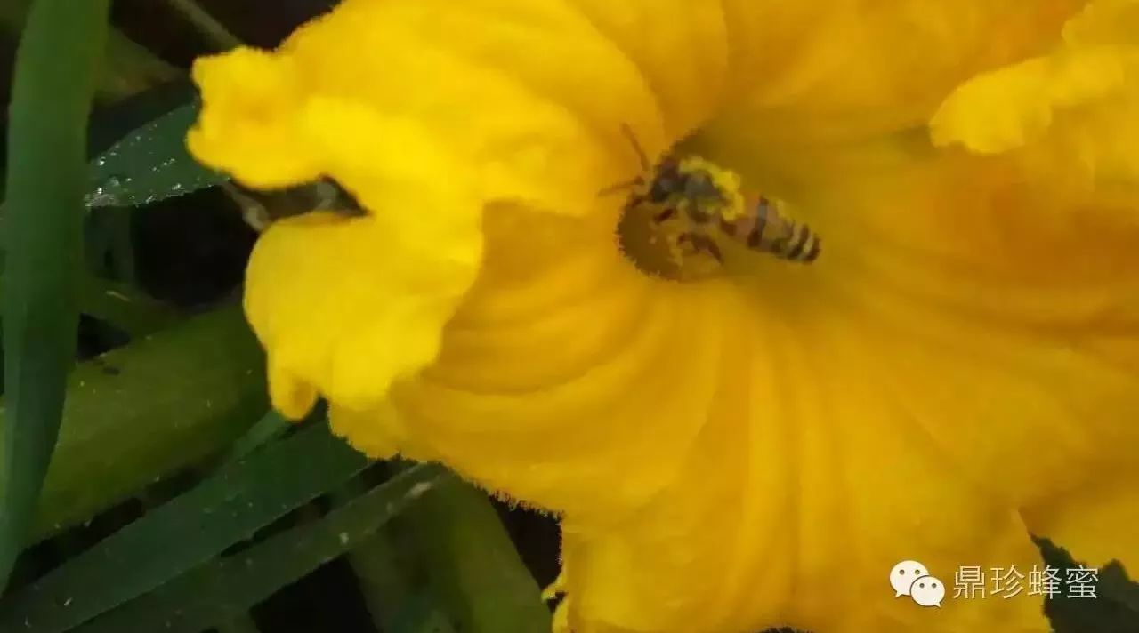 酸奶蜂蜜面膜功效 如何养殖蜜蜂 蜂蜜生姜茶 中华蜜蜂养殖 什么时候喝蜂蜜水好