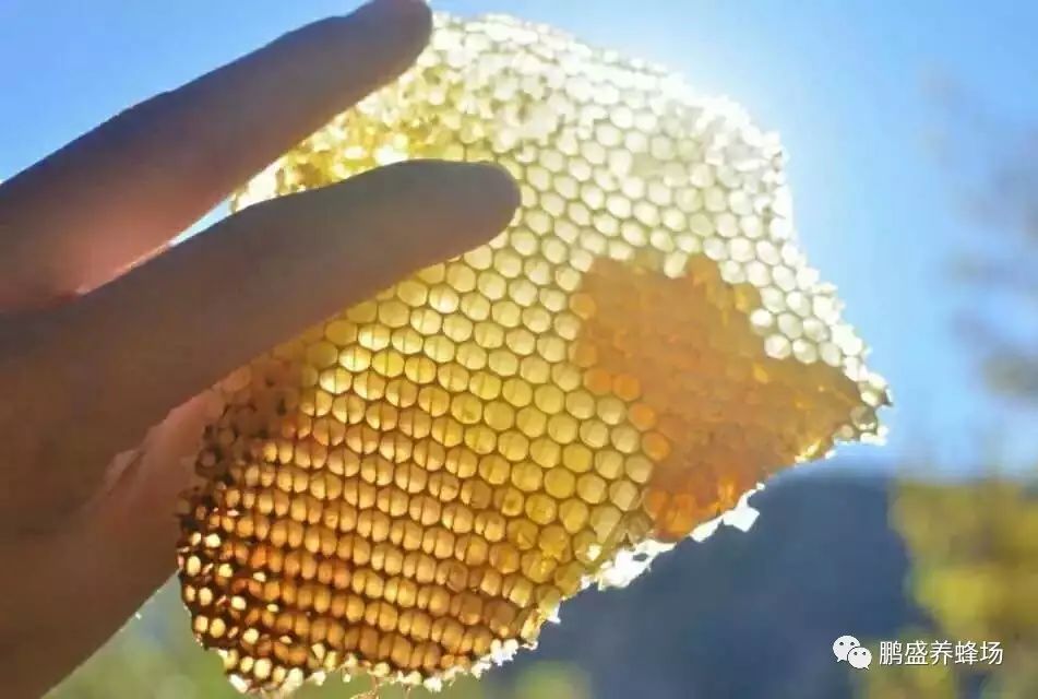 家里养蜜蜂 电影蜜蜂 土蜜蜂 康师傅蜂蜜柚子 蜂蜜美容护肤