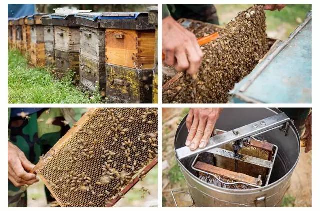 蜂蜜姜水减肥 睡前喝蜂蜜 读书必须如蜜蜂一样 蜜蜂好养吗 蜂蜜柚子茶制作