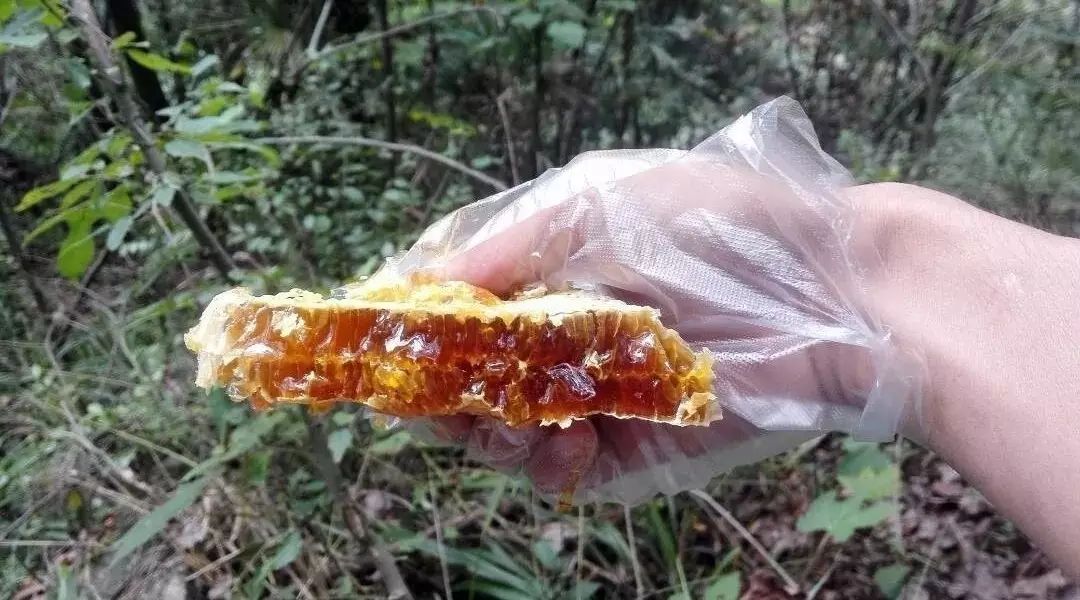蜂蜜皂 蜜蜂堂蜂胶软胶囊价格 电影蜜蜂 麦片可以加蜂蜜吗 致富经蜜蜂养殖