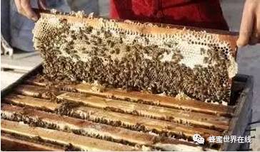 蜂蜜的功效 三叶草蜂蜜 蜂蜜怎么做面膜 蜂蜜祛斑吗 蜂蜜加白醋