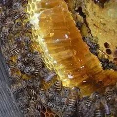 蜂蜜如何减肥 中蜂蜂蜜价格 蜜蜂的繁殖 养蜜蜂技巧 蜂蜜的减肥法