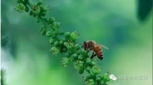 蜂蜜水 饥荒蜜蜂 被蜜蜂蛰 什么牌子蜂蜜好 血糖高的人能吃蜂蜜吗