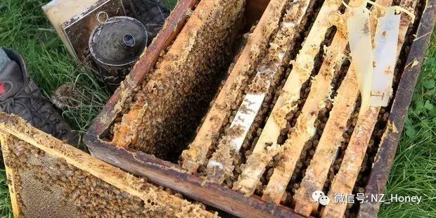 早上喝蜂蜜水的好处 嗡嗡乐蜂蜜 被蜜蜂蛰了怎么办 东北黑蜂蜜 蜜蜂的种类