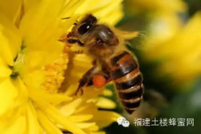 蜂蜜怎么祛斑 香蕉蜂蜜减肥 蜂蜜水早上喝好还是晚上喝好 给蜜蜂蛰了怎么办 蜜蜂的秘密生活