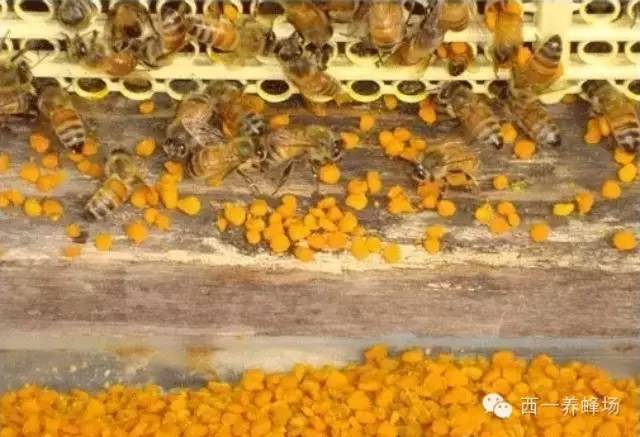 每天喝多少蜂蜜 珍珠粉蜂蜜面膜功效 蜜蜂养殖技术视频全集 蜂蜜批发市场 蜂蜜能去斑吗