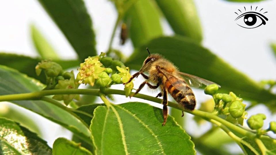 蜂蜜牛奶 蜂蜜的作用与功效减肥 蜂蜜的副作用 manuka蜂蜜 喝蜂蜜水的最佳时间